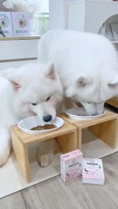 Pawder Probiotics อาหารเสริมโพรไบโอติกส์ ผสมสารสกัดต้นข้าวสาลีอ่อน สำหรับสุนัขและแมว ผลิตและนำเข้าจากประเทศไทย