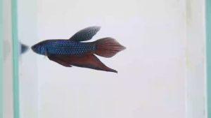 ปลากัด ปลากัดอีสานทรงเครื่อง หางโพธิ์