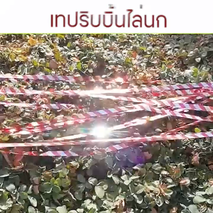 Marino เทปกันนก ริบบิ้นสะท้อนแสงไล่นก สำหรับไล่นกในทุ่งนา ในสวน แพ็ค 2 ชิ้น ยาว 50 เมตร No.Y2283