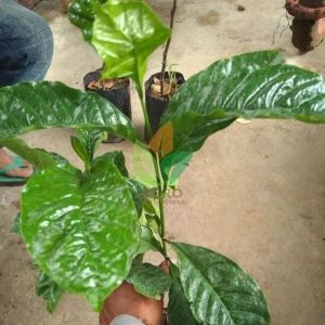 Bibit Kopi Unggul berbagai varian.