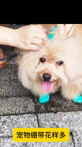 🔥 SG READY STOCK🔥 Pet Cohesive Gauze Tape Super Self Adhesive Wrap Bandage Tape Pet Flexible Cartoon Printed First Aid 5/7.5/10cmx4.5m