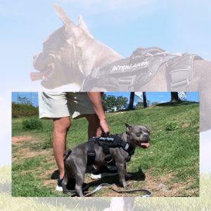 INTERLAKEN No-pull Tech Dog Harness | 5 Buckles Adjustable Padded Slim Vest With Control Handle | Water-resistant Escape Proof Impact-resistant Odour-resistant | Size XXS to XL