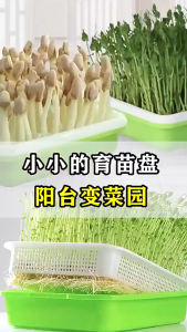 Sprouting Tray with Lid Gardening Supply Budding Nursery Board Easy Drain Mess Control
