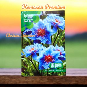 (KEMASAN PREMIUM) BIJI | BENIH BUNGA NIGELLA SAVITA BLUE ( isi -+500 butir)