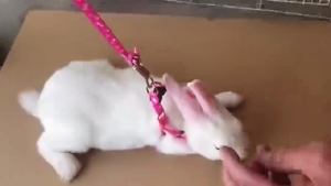 Tali Tuntun Kucing Murah Harness Anjing Kucing bentuk Y tali Aksesoris Hewan Peliharaan