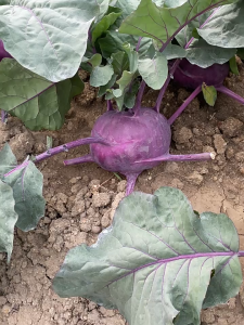 600 เมล็ด เมล็ดพันธุ์กะหล่ำปมม่วง เมล็ดกะหล่ำปมม่วง กะหล่ำปมม่วง โคราบี้สีม่วง เปลูกง่าย ให้ผลผลิตสูง