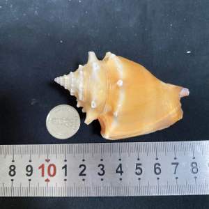 Golden Fist Conch Shell หอยสังข์กำปั้นทอง jin quan