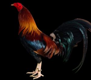 TRẠI GÀ THÀNH ĐÔNG LONG AN . TRỨNG GÀ GIỐNG LỚN KÝ  .10 TRỨNG GÀ NÒI ẤP NỞ CON GIỐNG . TẶNG THÊM 02 TRỨNG .