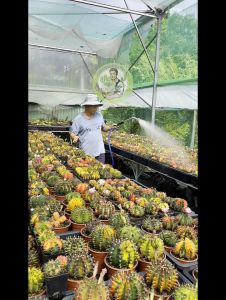 20 cây xương rồng gymno size 15-2cm