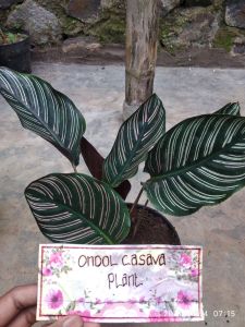 calathea ornata