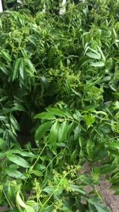 Cây giống cóc thái lùn siêu trái.trồng 6 tháng có trái