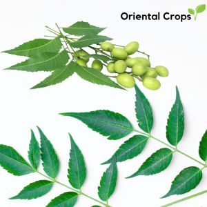 dahon ng libas 60 fresh leaves gulay plant or seeds for planting