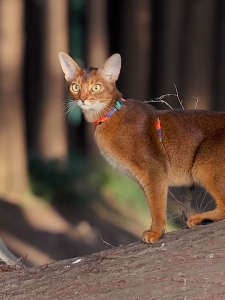 Cat Harness & Leash Set Cats Escape Proof Adjustable Kitten Harness for Large Small Cats Lightweight Soft Walking Travel Petsafe Harness