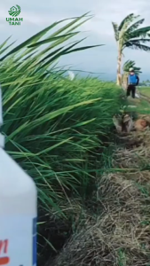 INSEKTISIDA ALFATRIN 650SC 1 Liter bahan aktif Sipermetrin dan Dimehipo Produk Original