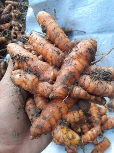 kunyit masih segar 1kg