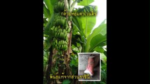 กล้วยหอมคาเวนดิช 1 หน่อ พันธ์แท้ๆ จากสวนราชินี กล้วยหอมที่ทั่วโลกปลูกส่งออกกัน ตัดหน่อสั้น 30ซม เวลาส่ง