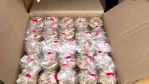 (ยกลัง) ซากุระ ถ้วยแคปซูล เต้าฮวย พุดดิ้งนมสด ฟรุ๊ตสลัด ฝาล็อคแบบฉีก ขนาด 6 ออนซ์  20ใบ 1ลังมี 25แถว (รบกวนลูกค้าสั่งซื้อสินค้า 1 ออเดอร์ = 1 คำสั่งซื้อนะคะ)