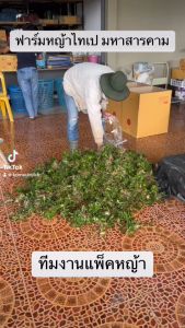 หญ้าไทเป 30 ตรม. (15 กิโลกรัม) หญ้าไทเป หญ็าจัดสวน หญ้าสนามหน้าบ้าน สดใหม่ทุกวัน