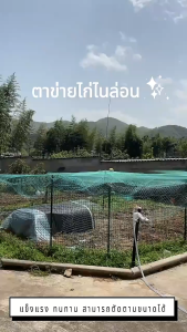 🐔ซื้อ 1 แถม 1️อวนล้อมไก่ ตาข่ายกันนก ดักสัตว์ โปลี กรงนก  12 หุ้น ตาข่ายไก่ 3ซม.（1.8 ม * 20 ม./50 ม.)สีเขียวขี้ม้า ตาข่ายล้อมไก่ รั้วตาข่าย ตาข่ายกันงู อวนไก่ ตาข่ายกั้นสัตว์ ตะข่ายล้อมไก่ ตาข่ายอเนกประสงค์