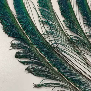【READY STOCK】10PCS 25-50cm Natural Peacock Feathers Ornaments/Dust Mop Decor Material Accessories/Clothing Edge-Feathere