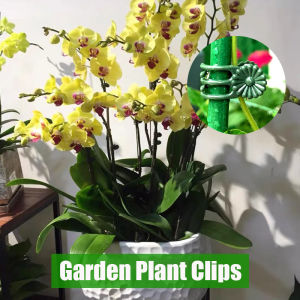 Anglebabylife 100/50ชิ้นคลิปติดพืชสวนคลิปก้านกล้วยไม้สำหรับพลาสติกรองรับเถาผักมัดมัดเครื่องมือทำสวนหนีบกิ่งไม้