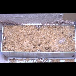 เหยื่อกำจัดปลวก Exo termite bait ขนาด 600 กรัม SKU2590