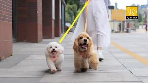 Dây xích chó cho chó nhỏ và vừa dây xích đi bộ ngoài trời dây xích thú cưng kiểu vest dây xích cho mèo