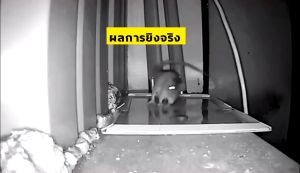 แปลงชื่อชื่อ: "รูปภาพ 2024 MSW ของ กาวดักหนู หนึ่งในรายการ ขนาดของ 30 ปี รูปลักษณ์ ณ 30 กิโล ทุกวัยที่มีประสิทธิภาพ ตั้งแต่เยอรมัน กาวนำเข้าจากการผลิต มีเข้าชมกับ ชุดท่านๆ และกระดาษหนาขึ้นใหญ่ขึ้น ซึ่งไม่มีสารพิษ หนู แมลงสาบ จิ้งจก ตัดแต่ง