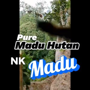 Madu Liar Hutan Sumbawa Raw Honey Murni Asli Isi 460ml/650gr