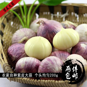 2 Pieces of Garlic Sichuan Farm Self-Planted Emei Mountain Purple Skin Garlic Single Head Used as Medicine 200G