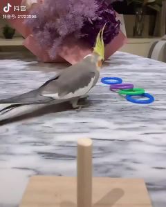 Gym Activity Playing IQ Training Foraing Parrots Platform Bird Chew Toy Playground Stacking Color Ring Toys