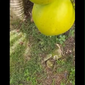 Bibit Tanaman Kelapa Kopyor Super