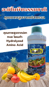 โอเมก้า Hydrolyzed Amino Acid คุณภาพสูงจากปลาทะเล ฟื้นต้นโทรมหลังตัดผลผลิต บำรุงต้นใบ ลดการคายน้ำ