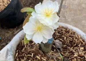 Hoa bạch mai ghép giống Thái(12-18 cánh)