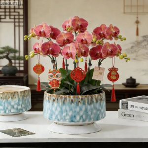 jeagutt | Orchid-specific Pot Ceramic With Tray