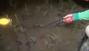 ARAFURA - HOUSEEN Crab Tongs Gunting Capit Pengambil Kepiting - CT1716