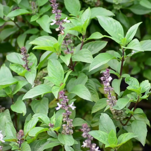 เมล็ดพันธุ์ โหระพาละมุน (ซองรีเทลและกระป๋อง)