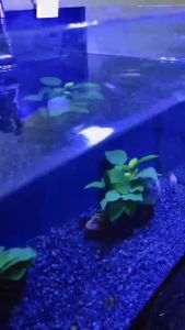 โคมไฟตู้ปลา LED รุ่น40-60CM หลายสี LED20-30CM ปรับแสงไฟไม่ได้ ปรับแสงไฟได้3แบบ/ ตัวงานกันน้ำและละอองน้ำได้ดี ขนาด8-24นิ้ว ประหยัดไฟ