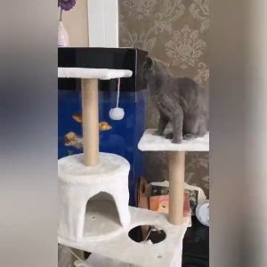 Cat Tower Cat House Cat CondoCat Tree Cat Stand House Game Tower Cat Climbing Cat Apartment For Cat