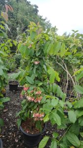 เล็บมือนาง ต้นใหญ่กระถางใหญ่ 15 นิ้ว สูง 1.50 เมตร (กทม)