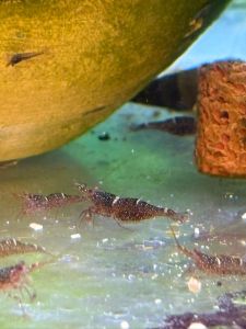 SULAWESI THREE POINT RED SHRIMP