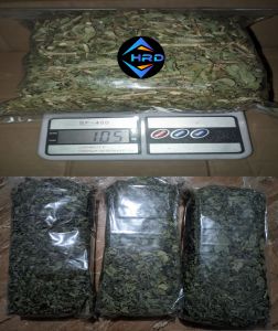 Teh Daun Katemas Kering 100=Gram /Daun Sena Kering/ Penurun Berat Badan Kualitas Asli Produk Di Keringkang Secara Alami