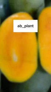 Bibit Mangga Red Emperor Super: Mengenal & Memilih Bibit Berkualitas Tinggi