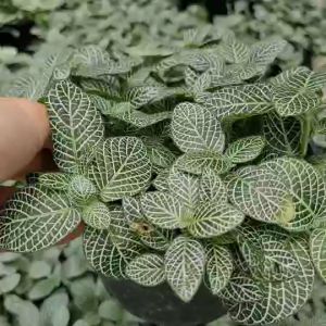 Fittonia Silver Nerve Plant - แถมกาบมะพร้าวพร้อมปลูก 3 นิ้ว กระถาง ลายเงิน หรือต้นพรมออสเตรเลีย