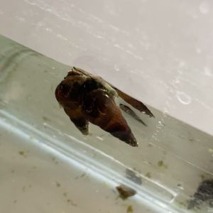 Malaysian Trumpet Snail 甜筒螺