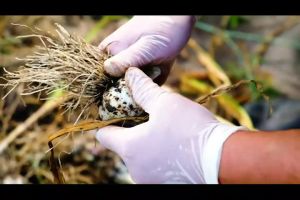 ผงกระเทียม Garlic Powder150g ป่น100% ตราปราชญา