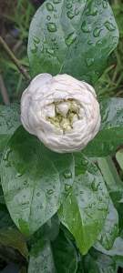 Chậu giống lài kép cổ lài 3 lá( hoa dùng ướp trà)