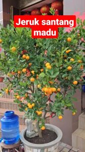 Bibit Santang Madu hasil okulasi cepat berbuah