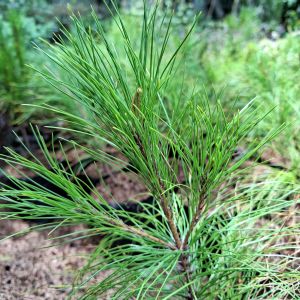 bibit tanaman pinus merkusi pines cemara pinus