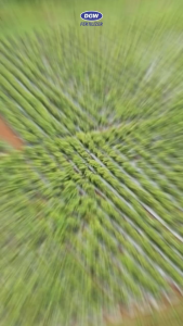 Pupuk KNO3 crystal DGW pupuk pembuahan 1KG kno putih